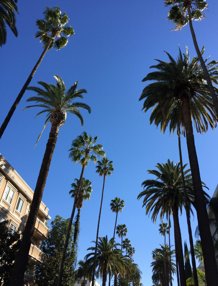 Palm-trees